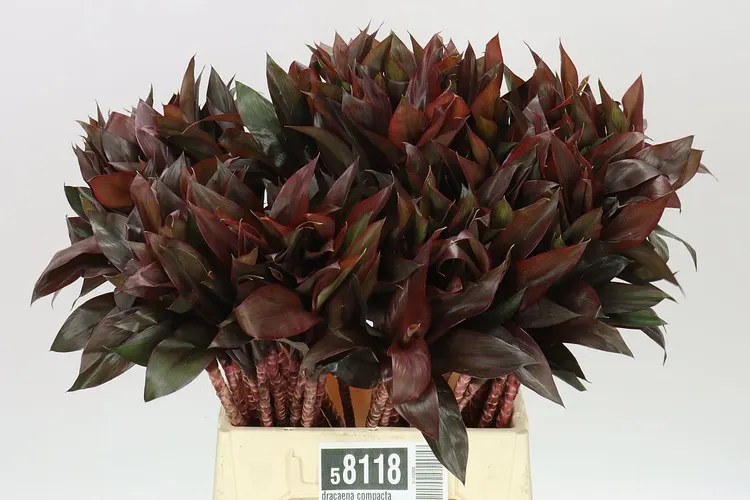 Dracaena Compacta 50 cm