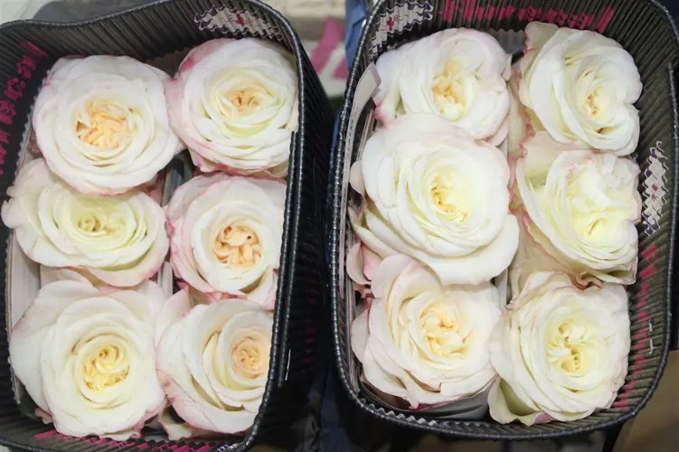 Rosa Gr Ec Ashley White 50 cm