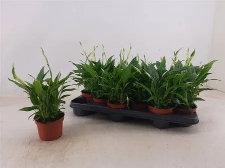 Spathiphyllum Chopin črepník 10 cm