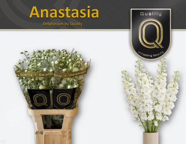 Stračonôžka Elatum Dewi Anastasia 90 cm