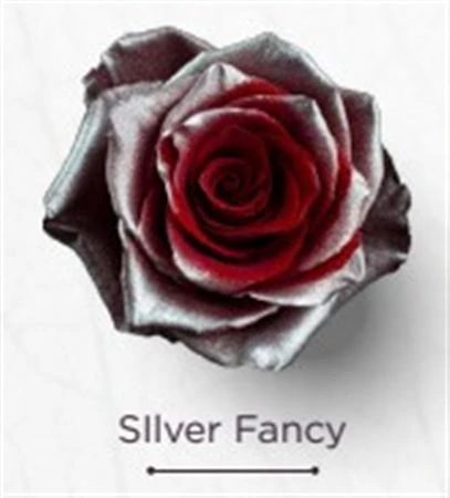 Ruža farbená Silver Fancy, Ekvádor 50 cm