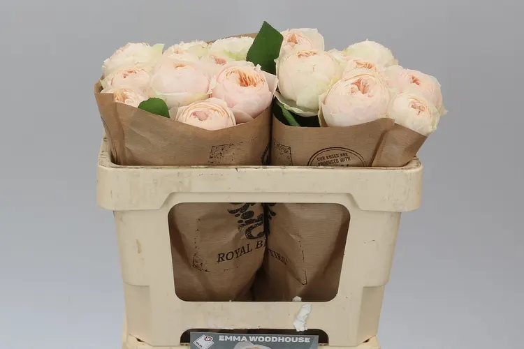 Rosa Gar Emma Woodhouse 50 cm