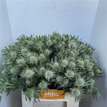 Eryngium Whit Lagoon 50 cm