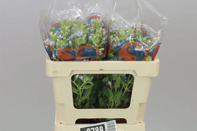Oxypetalum Coeruleum 50 cm