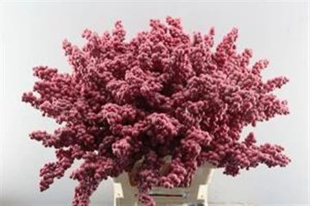Peper Bes An Stick Red 60 cm