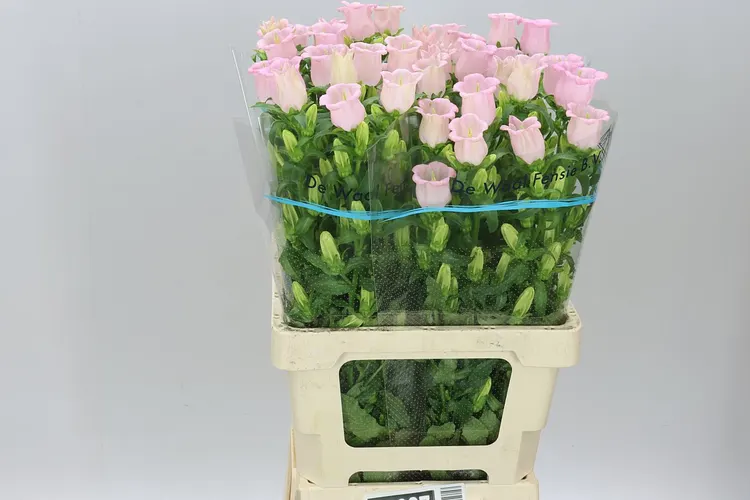 Campanula M Champ Pear Pink 70 cm
