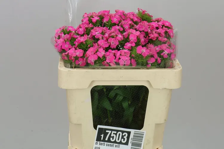 Di Barb Sweet Will Pink 50 cm
