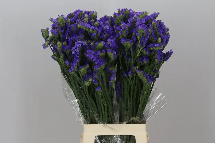 Lim. S Blue Imp 70 cm