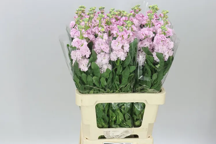 Matthiola Pale Pink It. Imp 65 cm