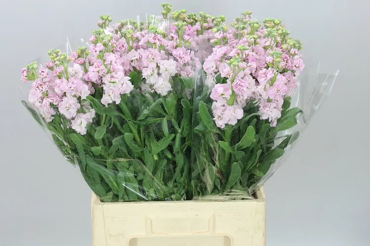 Matthiola Pale Pink It. Imp 70 cm