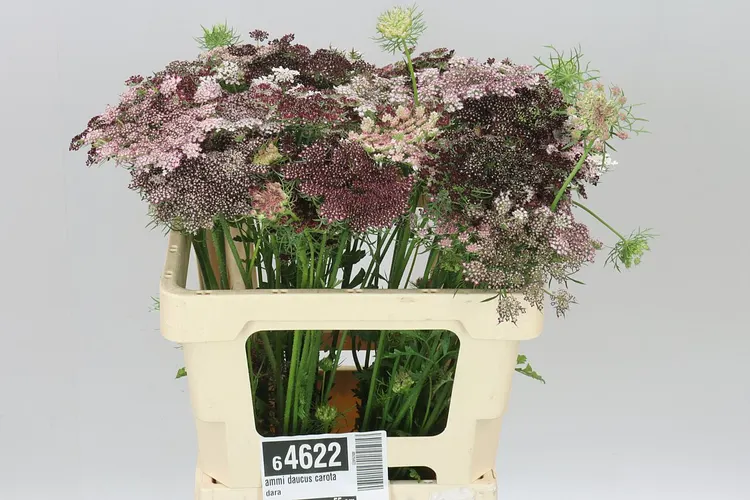 Ammi Daucus Carota Dara 60 cm