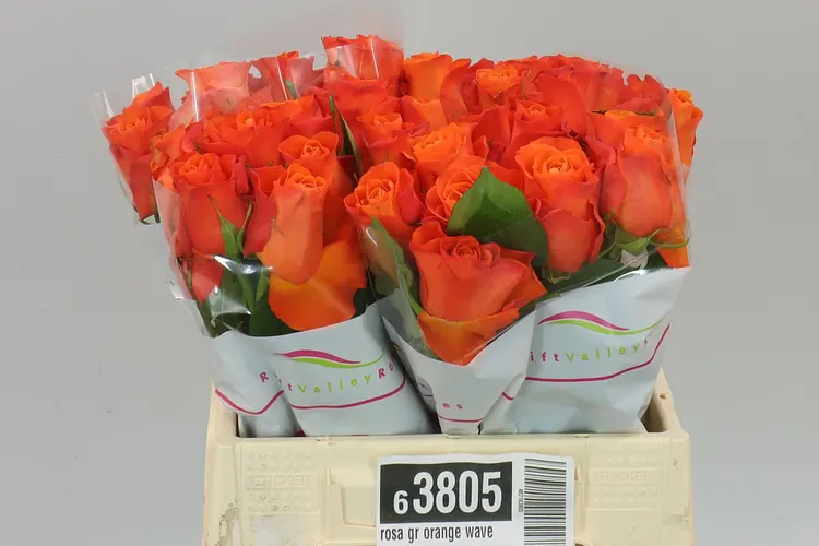 Ruža Orange Wave 40 cm