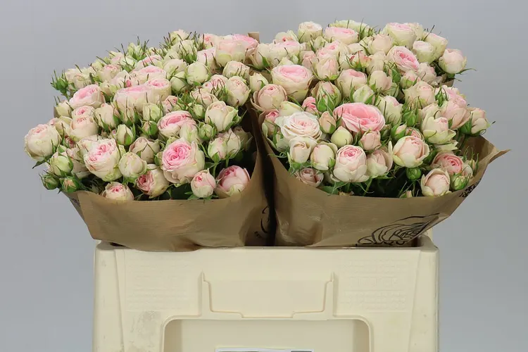 Rosa Tr Grandmas Katy 50 cm