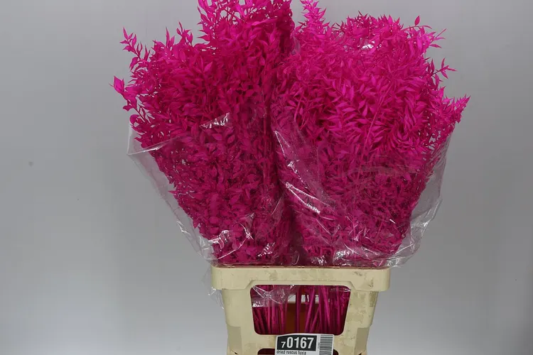 Ruscus Fuxia 65 cm