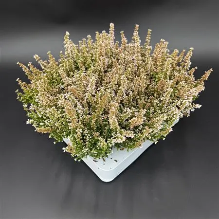 Erica Zo Beauty Queen Mini Wit črepník 7 cm