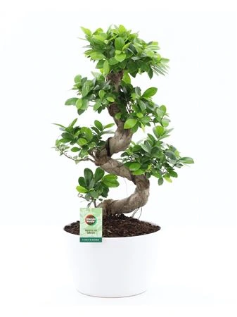 Fikus Ginseng S Type v keramike Wit Met Bark črepník 28 cm