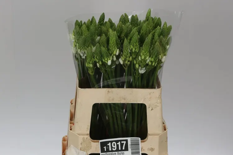 Ornithogalum Thyrsoides 50 cm