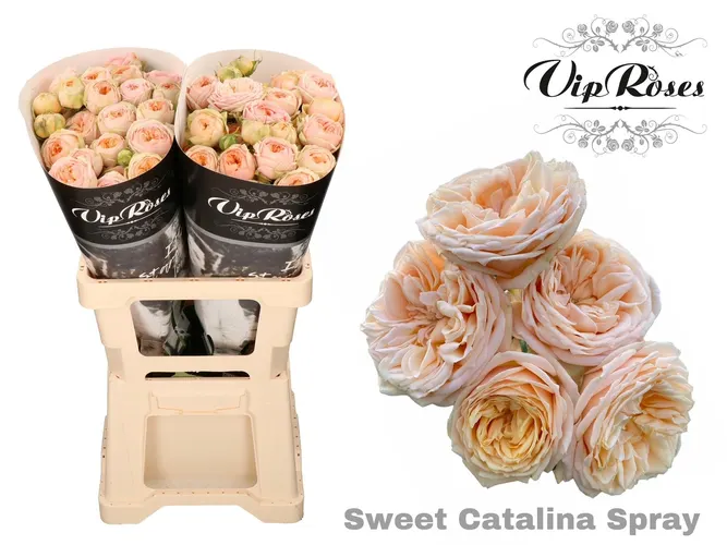R Tr Sweet Catalina+ 60 cm
