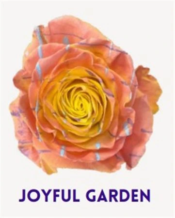 Ruža farbená Joyful Garden, Ekvádor 50 cm
