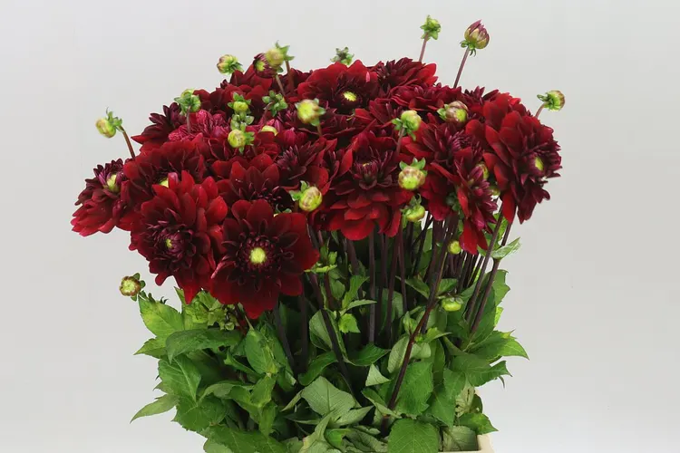 Dahlia Red Runner 57 cm
