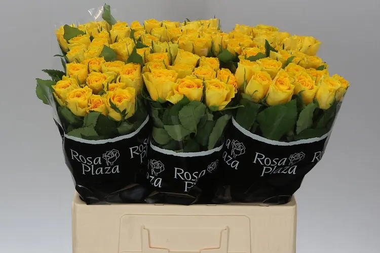 Ruža Solero 60 cm