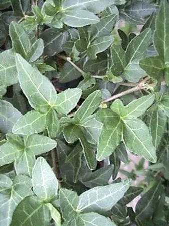 Brečtan (Hedera)