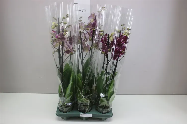 Orchidea Phalaenopsis Eduction, 2 výhony črepník 12 cm