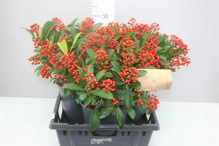 Skimmia Passion 20+ 4 Jaar Gewas črepník 24 cm