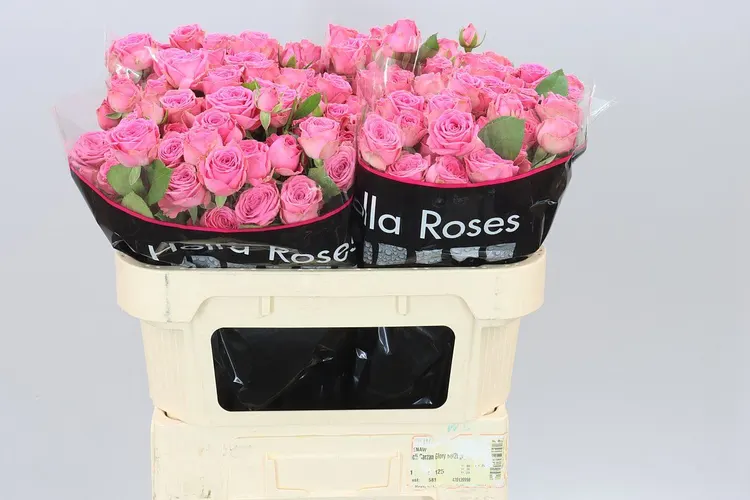 Rosa Tr Paulette! Pink 60 cm