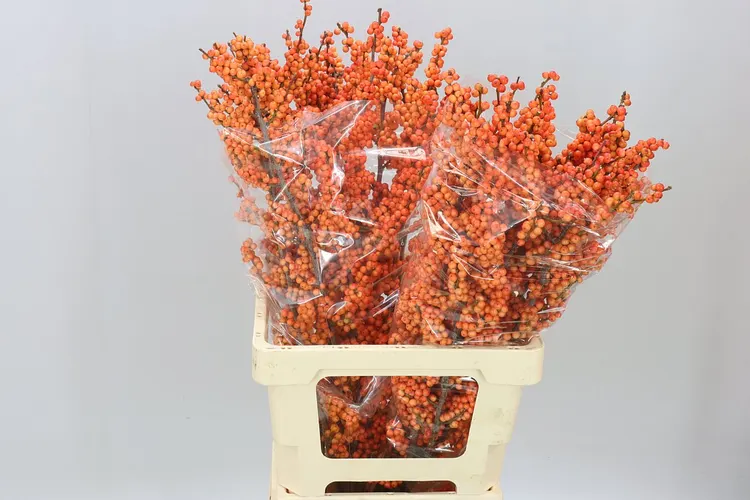 Ilex Winter Gold 70 cm