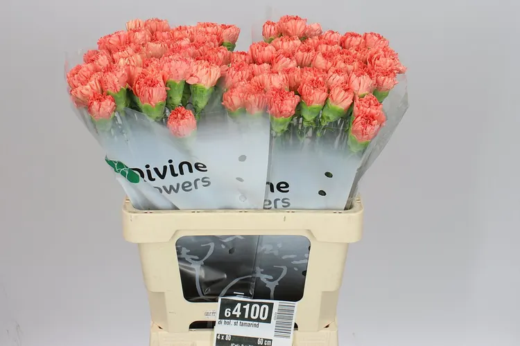 Di St H. Orange 60 cm