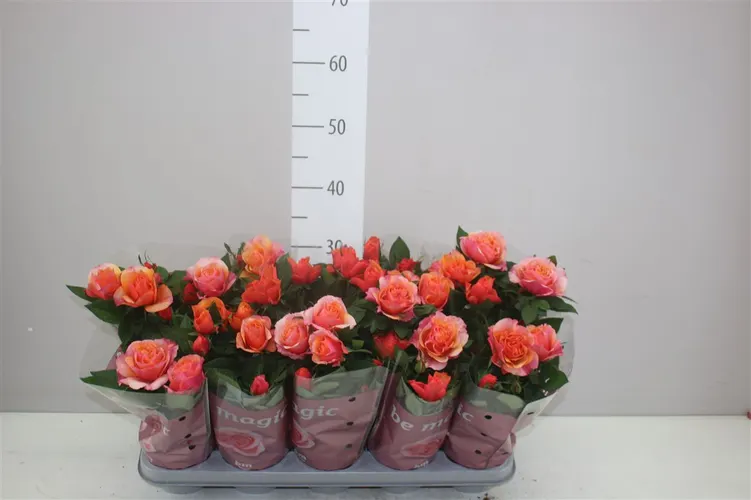 Ruža črepníková Beau Monde Orange črepník 12 cm