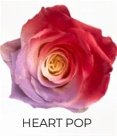 Ruža farbená Heart Pop, Ekvádor 50 cm