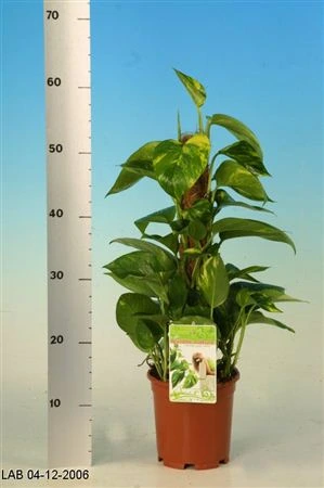 Epipremnum na machovej tyči črepník 15 cm