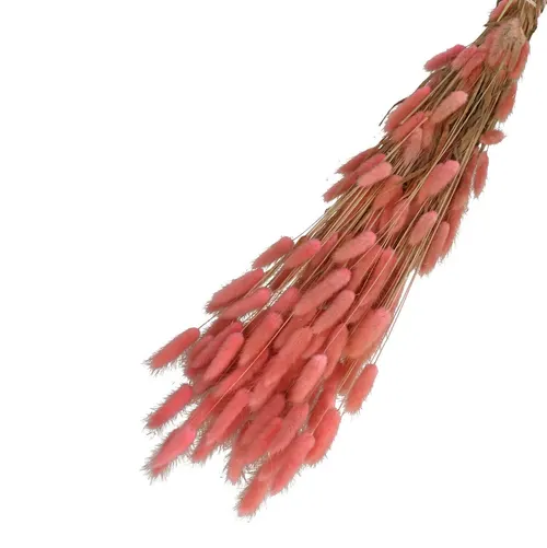 Sušený zajačí chvost ružový 65 cm, 100 g