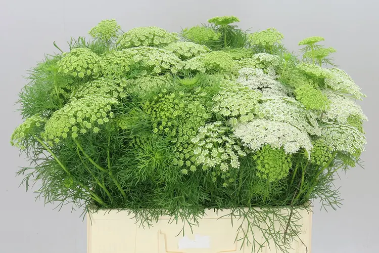Ammi Visnaga 60 cm