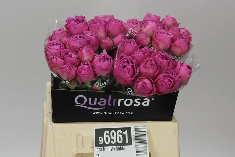 Rosa Tr Misty Bubbles Imp 40 cm