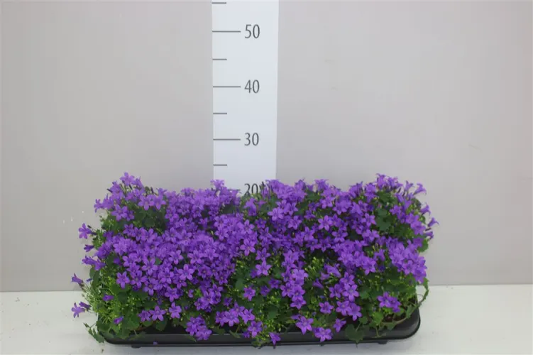 Zvonček Port Porto črepník 11 cm