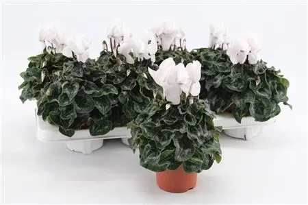Cyclamen Super Allure Wit črepník 10,5 cm