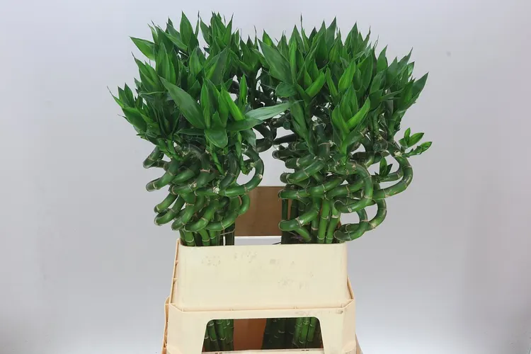 Lucky Bamboo Twisted 80 cm