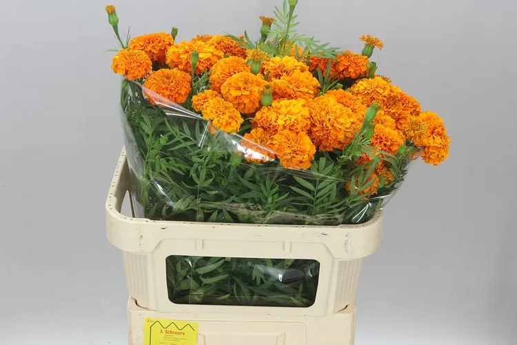 Tagetes Promise Orange A2 80 cm