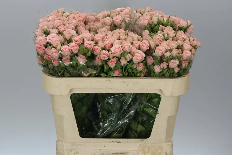 Rosa Tr Lydia Imp. 70 cm