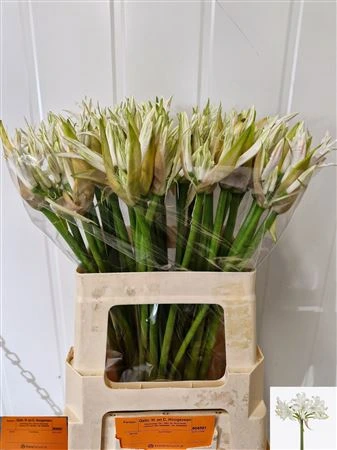 Nerine Bo White Tiger 60 cm
