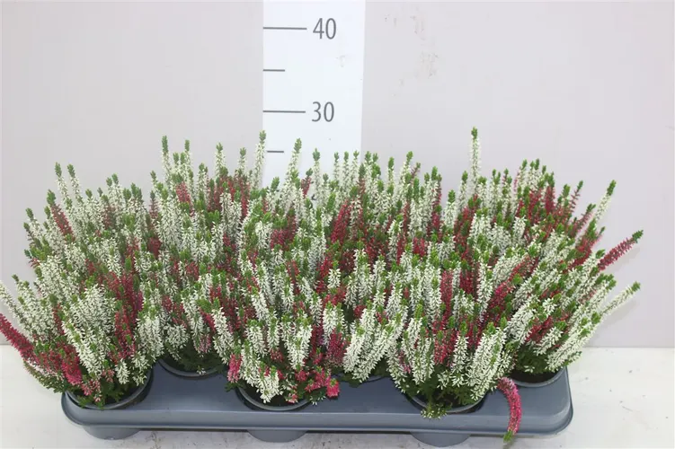 Calluna Beauty Ladies Twins črepník 9,5 cm
