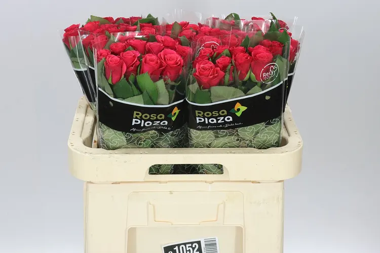Rosa Gr Tacazzi 60 cm