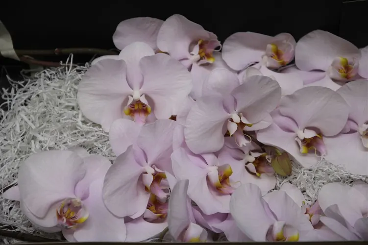 Phalaenopsis Alpha X25
