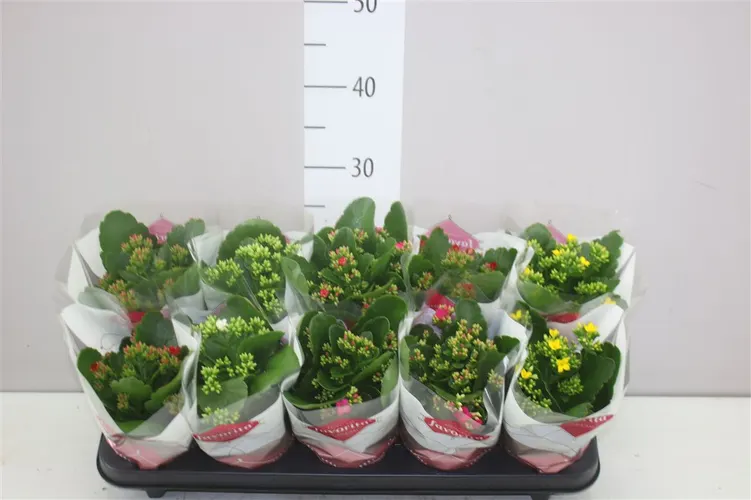 Kalanchoe Bl mix črepník 10,5 cm