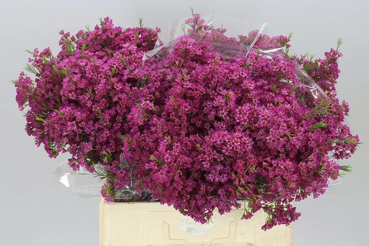 Voskovka Ariel 60 cm