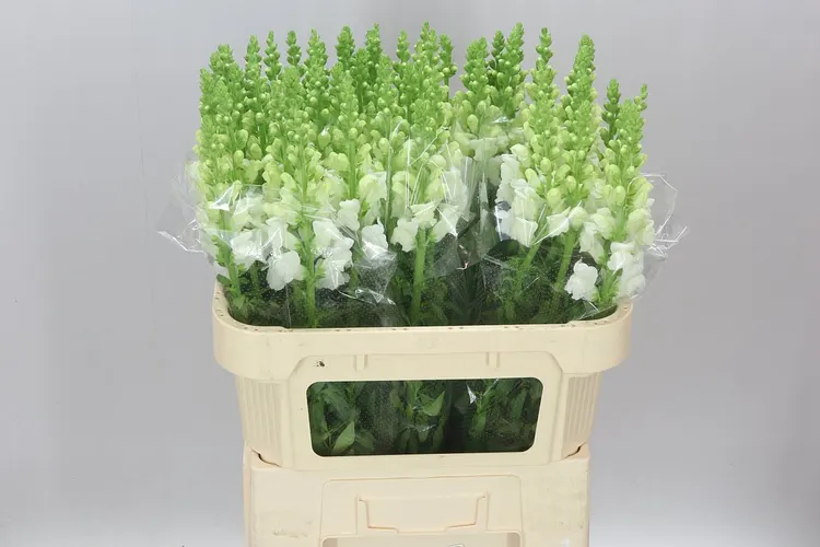 Papuľka White 75 cm