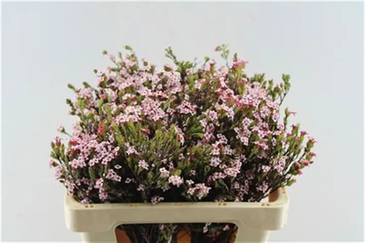 Vresovec Pink Four Sisters 50 cm